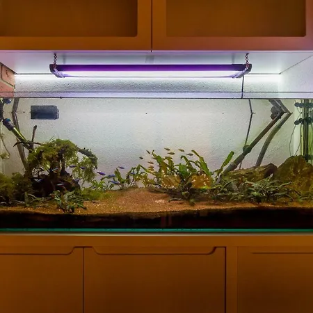 Apartamento Trifoiului Cluj-Napoca