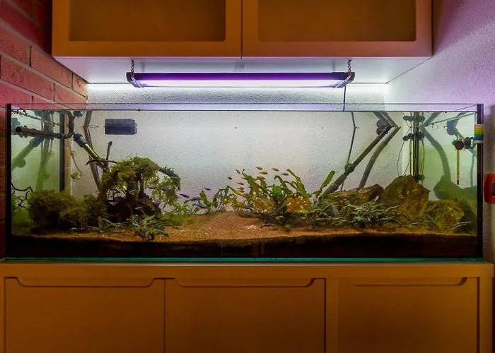 Daire Trifoiului Kaloşvar